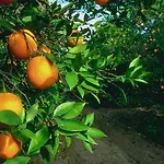 Adrasan Gelidonya Hotel Ξενοδοχείο 2*