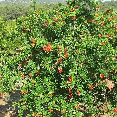 Adrasan Gelidonya Hotel Hotel