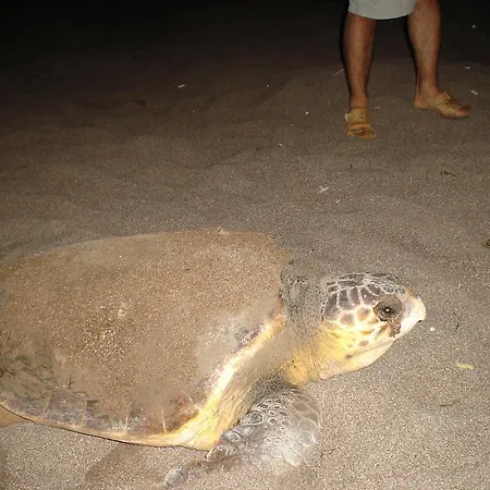 Adrasan Gelidonya Hotel Hotel Adrasan