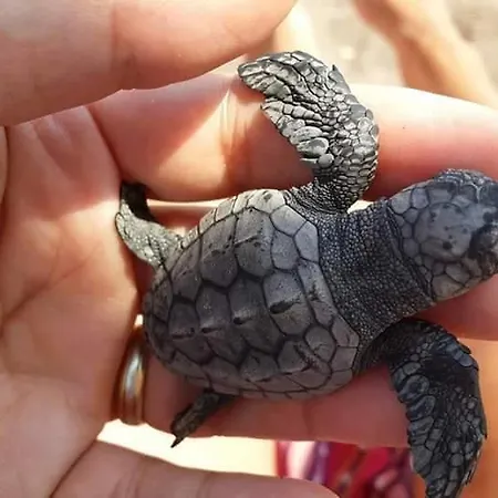 Hotel Adrasan Gelidonya Hotel