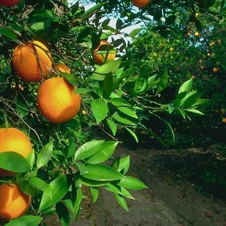 Adrasan Gelidonya Hotel Hotel 2*