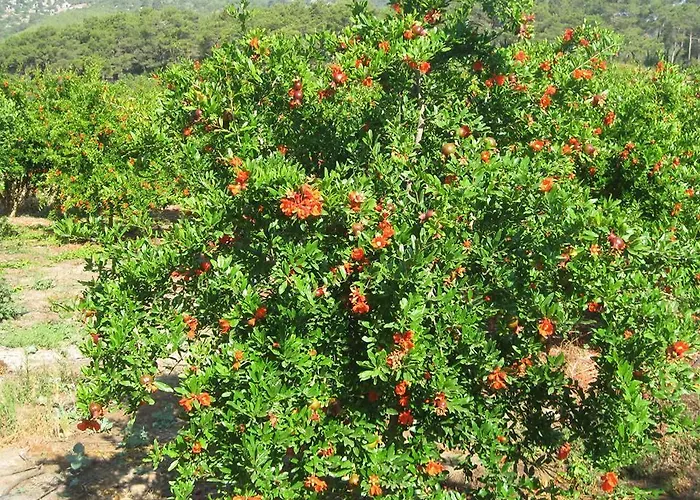 Adrasan Gelidonya Hotel Szálloda