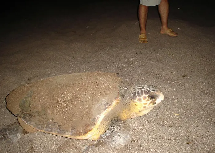 Adrasan Gelidonya Hotel Szálloda Adrasan