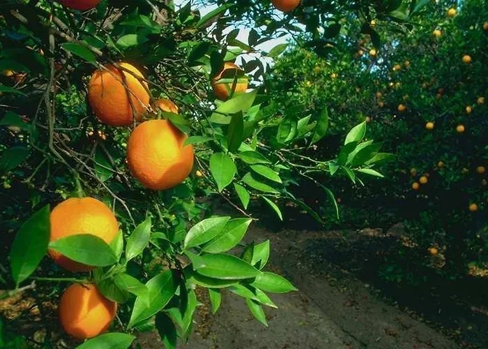 Adrasan Gelidonya Hotel Отель 2*